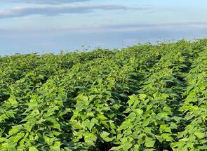 Fazenda em Zona Rural, Resende Costa, MG valor de R$ 23.000.000,00 no Lugar Certo