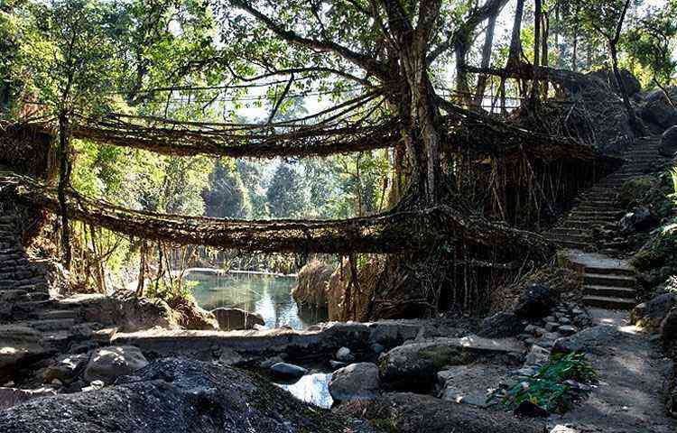 Ponte de razes de figueira, na ndia - Reproduo/Internet