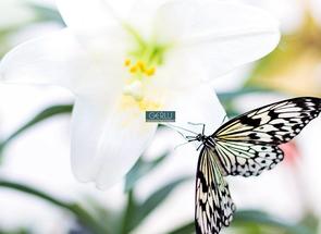 Lote em Condomínio em Saraiva, Saraiva, Betim, MG valor de R$ 250.000,00 no Lugar Certo