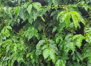 Fazenda, 3 Quartos, 2 Vagas, 1 Suite em Zona Rural, Elói Mendes, MG valor de R$ 12.500.000,00 no Lugar Certo