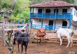 Fazenda, 7 Quartos