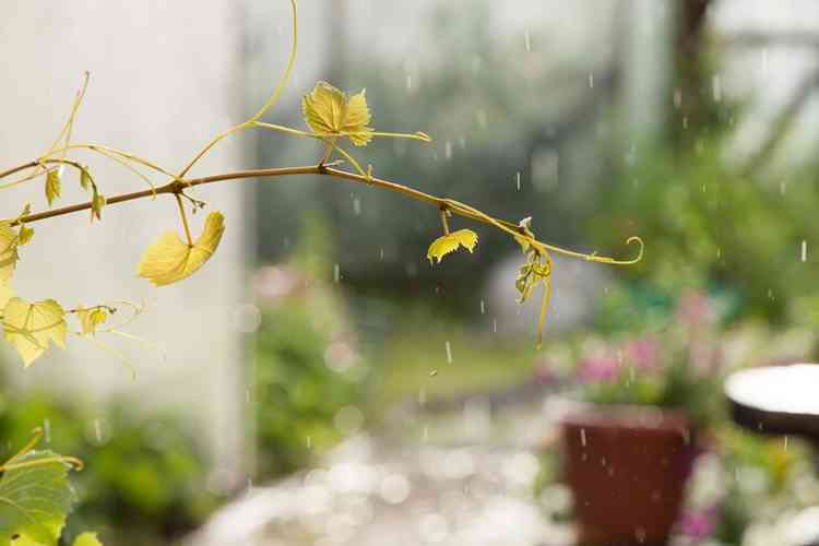 A raiz é responsável por captar nutrientes da terra para a planta, e pode sofrer a consequência de dias chuvosos. / Foto: Freepik - 