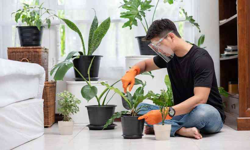 Plantas em ambiente interno: aprenda como cultivar flores em apartamento -  Casa e Jardim - Lugar Certo
