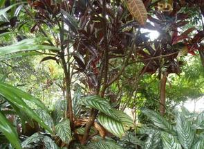 Fazenda, 2 Quartos, 5 Vagas em Jardim Pirineus, Belo Horizonte, MG valor de R$ 750.000,00 no Lugar Certo