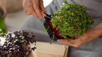 Microverdes: a horta compacta que cabe at� em apartamentos pequenos