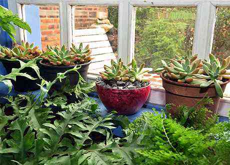 Plantas dentro de casa em pequenos vasos demandam ateno especial - Eduardo de Almeida/RA Studio