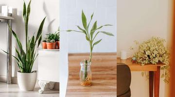 8 plantas para a entrada da casa que atraem boas energias e beleza