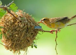Lote em Condomínio em Das Resedás, Gentileza, Betim, MG valor de R$ 299.000,00 no Lugar Certo
