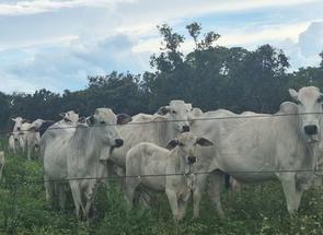 Fazenda em Zona Rural, Januária, MG valor de R$ 12.000.000,00 no Lugar Certo