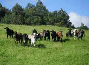 Fazenda, 2 Quartos, 1 Vaga, 1 Suite em Centro, Pimenta, MG valor de R$ 39.000.000,00 no Lugar Certo