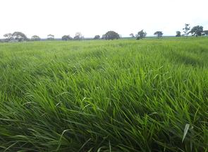 Fazenda, 4 Quartos em Zona Rural, Buritizeiro, MG valor de R$ 38.000.000,00 no Lugar Certo