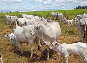 Fazenda, 4 Quartos em Zona Rural, Oliveira, MG valor de R$ 25.000.000,00 no Lugar Certo