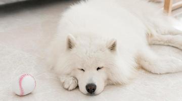 Espa�o pet minimalista: menos itens, mais conforto