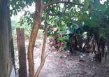 Lote