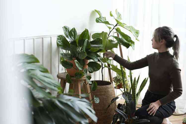  As plantas podem ser usadas na decoração e purificam o ar. / Foto: Freepik - 