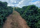Fazenda