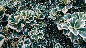 Plantas variegatas: o segredo para manter as folhas sempre bonitas
