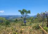 Lote
