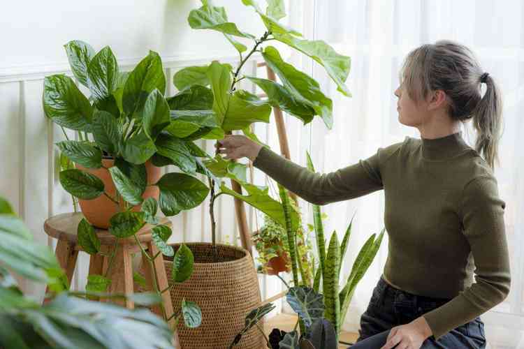 Entenda quais cuidados tomar com as plantas no inverno - Freepik