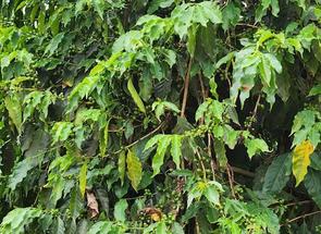Fazenda em Zona Rural, Elói Mendes, MG valor de R$ 8.000.000,00 no Lugar Certo