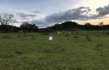 Rural, 6 Quartos, 4 Vagas, 3 Suites a venda em Petrolina de Goiás, GO no valor de R$ 1.750.000,00 no LugarCerto