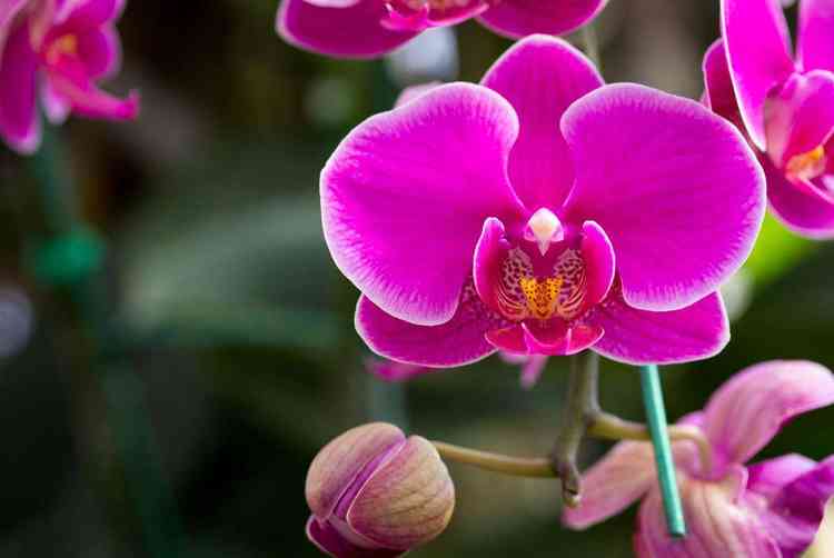 Orquídea embeleza a casa e retira o excesso de umidade - Freepik