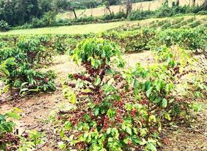 Fazenda, 2 Quartos, 1 Vaga, 1 Suite em Centro, Cambuquira, MG valor de R$ 4.800.000,00 no Lugar Certo