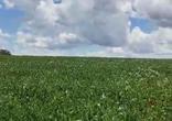 Fazenda