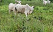 Fazenda