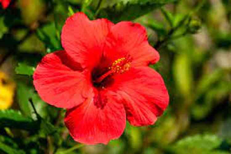  Uma das flores fceis de cuidar para jardim: o hibisco. / Foto: Pinterest - 