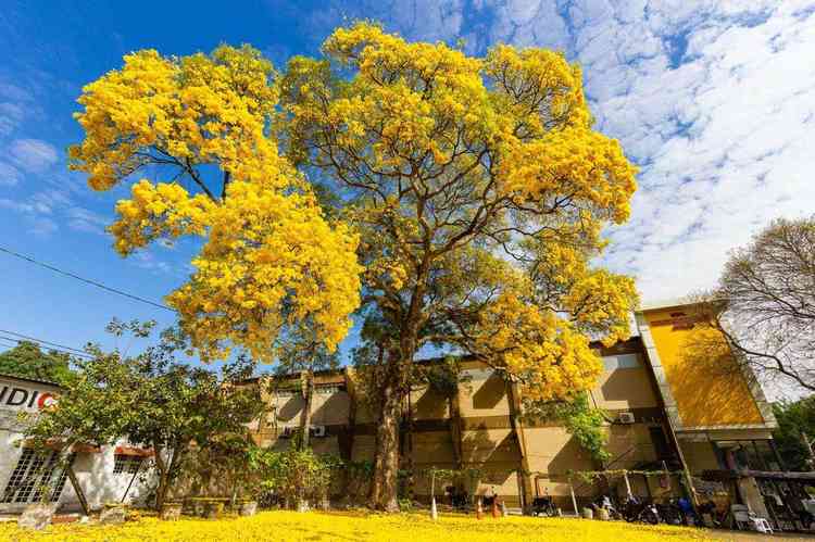 Ipês: confira as espécies, processo e beleza por trás dessas árvores -  Nathália Cavalcante - Lugar Certo