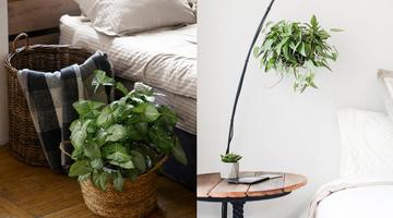 Descubra as melhores plantas para ter no quarto e seus benef�cios