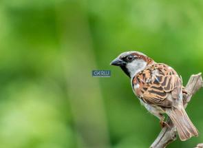 Lote em Condomínio em Saraiva II, Saraiva, Betim, MG valor de R$ 190.000,00 no Lugar Certo