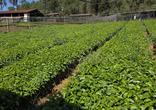 Fazenda