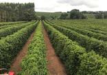 Fazenda