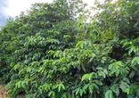 Fazenda, 3 Quartos