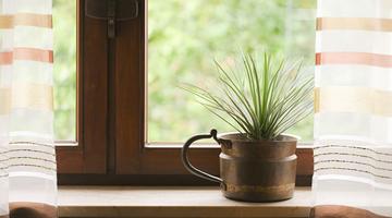 O segredo para usar plantas na decora��o sem errar na escolha