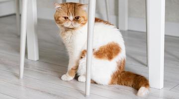 Como eliminar cheiro de xixi de gato de vez e recuperar sua casa