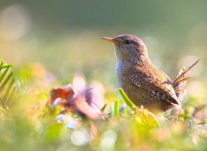 Lote em Gentileza, Betim, MG valor de R$ 400.000,00 no Lugar Certo