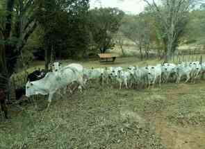 Fazenda, 1 Quarto, 1 Vaga, 1 Suite em Centro, Cambuí, MG valor de R$ 3.200.000,00 no Lugar Certo