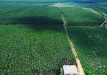 Fazenda