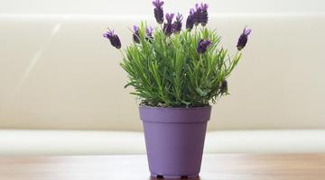 Insetos em casa? 5 plantas podem ajudar a mant�-los bem longe