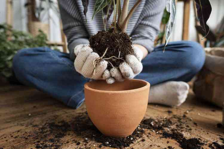 Plantas nativas do Brasil - Freepik