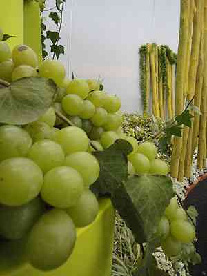 O espao de transio comea a ficar mais iluminado, com uvas e heras que remetem a alegria e fertilidade - Raul Cnovas Paisagismo/Divulgao