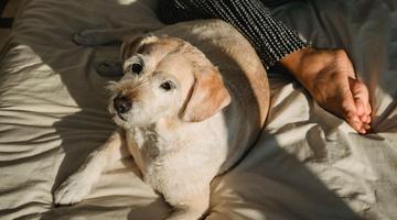 Cachorro na cama faz mal? Veja quando o h�bito exige cuidados