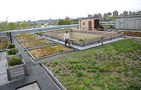 Em Nova York h um projeto que desenvolve o cultivo de vegetais no topo dos edifcios - Emmanuel Dunand/AFP