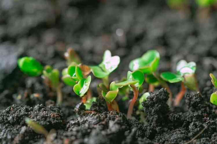 A sementeira é um local de terra fértil projetado para o plantio e cultivo de sementes até virarem mudas. / Foto: Freepik - 