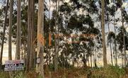 Lote